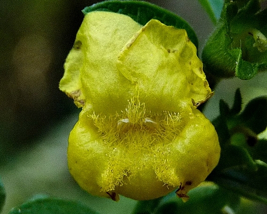 {Dasistoma macrophyllum}